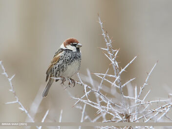 Spanish Sparrow (Passer hispaniolensis) - бесплатный image #495115