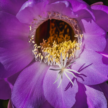 Cactus Flower - Kostenloses image #495125