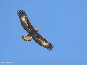 Golden Eagle (Aquila chrysaetos) - image gratuit #495345 