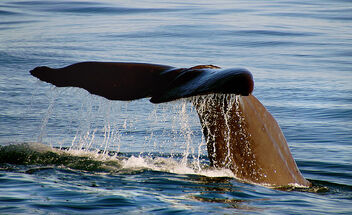 Sperm Whale diving. - image gratuit #496005 