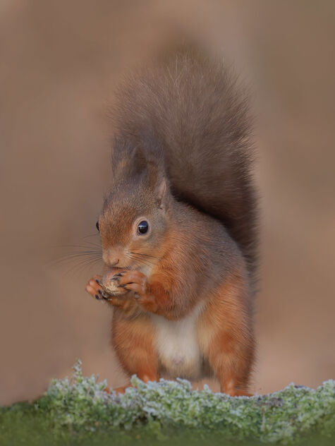 Red Squirrel - Kostenloses image #496355