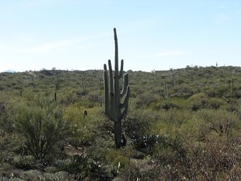 Saguaro - Kostenloses image #496365