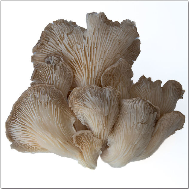 Mushroom exotica - бесплатный image #496495