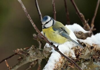 Blue tit on the branch of appletree. - image gratuit #496615 