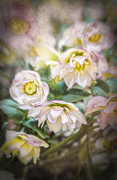 Double Hellebores - Free image #497325