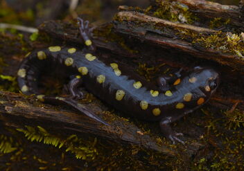 Spotted Salamander (Ambystoma maculatum) - image gratuit #497355 