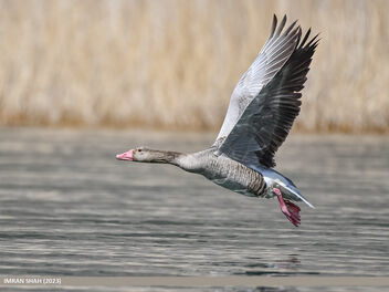 Greylag Goose (Anser anser) - бесплатный image #497535