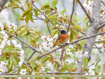 Common Redstart (Phoenicurus phoenicurus) - image gratuit #497865 