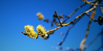 Colorful springtime - Free image #497975