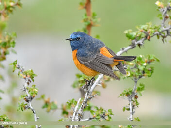 Blue-fronted Redstart (Phoenicurus frontalis) - Free image #498145