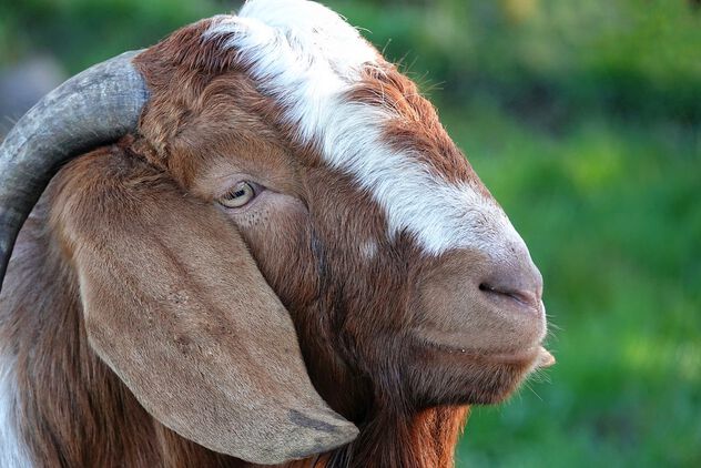 The Goat! - Free image #498155