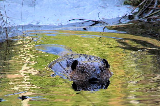Last year beaver puppy - бесплатный image #498215