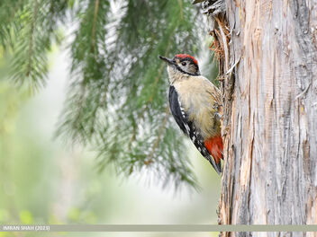 Himalayan Woodpecker (Dendrocopos himalayensis) - бесплатный image #498575