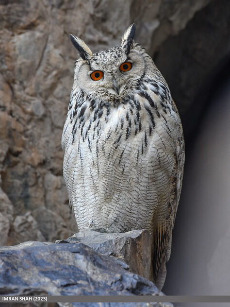 Eagle-owl (Bubo bubo) - Free image #498625