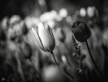 Tulips in Duke Gardens - image #498695 gratis