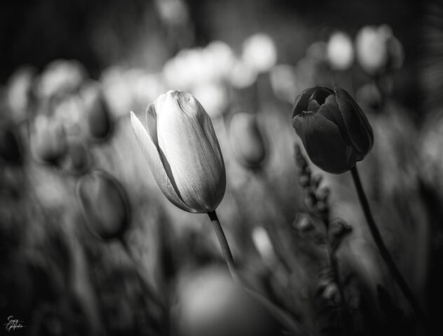 Tulips in Duke Gardens - Free image #498695