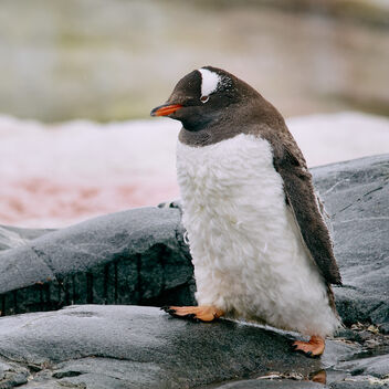 Young penguin in Antarctica - image #498795 gratis
