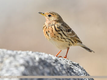 Red-throated Pipit (Anthus cervinus) - Free image #498825