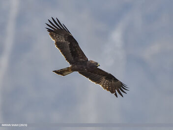Booted Eagle (Hieraaetus pennatus) - image #498845 gratis