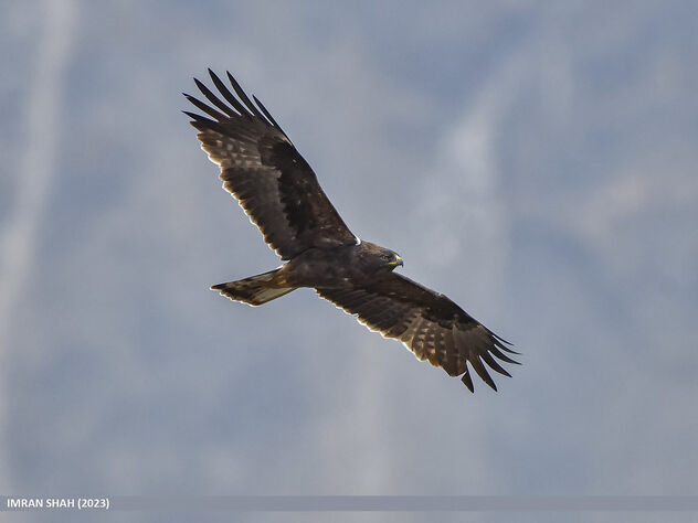 Booted Eagle (Hieraaetus pennatus) - image gratuit #498845 