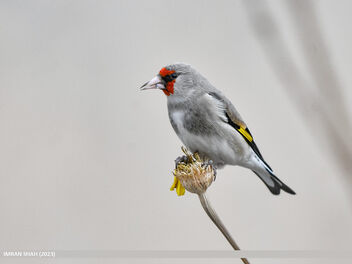 European Goldfinch (Carduelis carduelis) - image gratuit #499185 