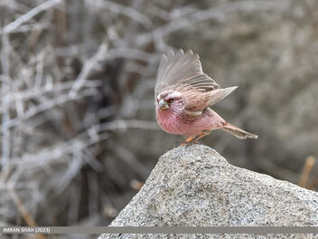 Red-Mantled Rosefinch (Carpodacus rhodochlamys) - image gratuit #499315 