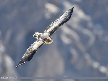 Booted Eagle (Hieraaetus pennatus) - Kostenloses image #499345