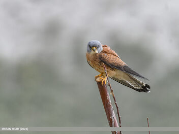 Lesser Kestrel (Falco naumanni) - image gratuit #499455 