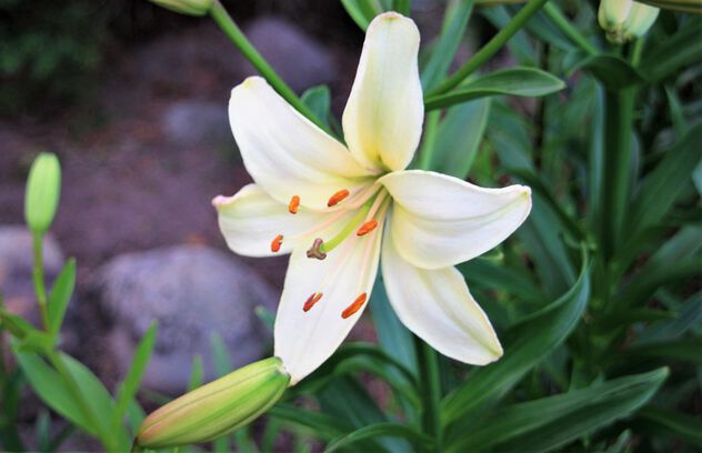 The best blooming time of lilies - image #499745 gratis