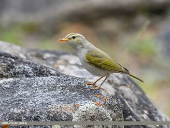 Western Crowned Warbler (Phylloscopus occipitalis) - Free image #499885