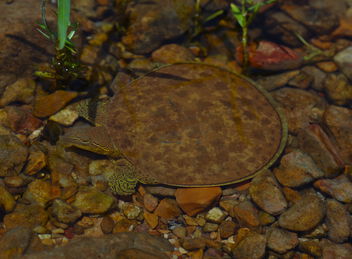 Spiny Softshell Turtle (Apalone spinifera) - бесплатный image #499905