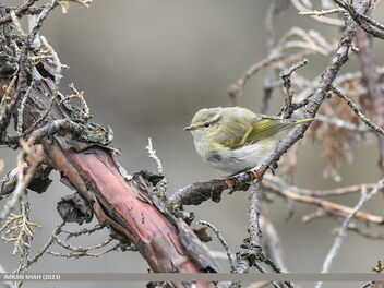 Hume's Warbler (Phylloscopus humei) - Free image #500085