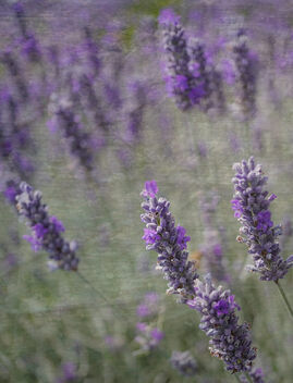 Lavender - image gratuit #500125 