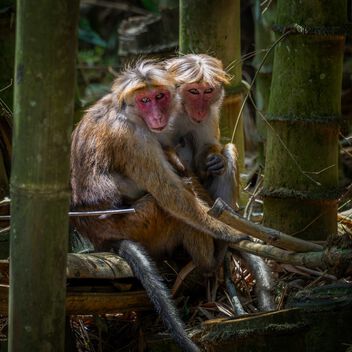 Toque Macaque, Sri Lanka - image gratuit #500835 