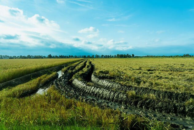 Surcos en el arrozal - бесплатный image #500915