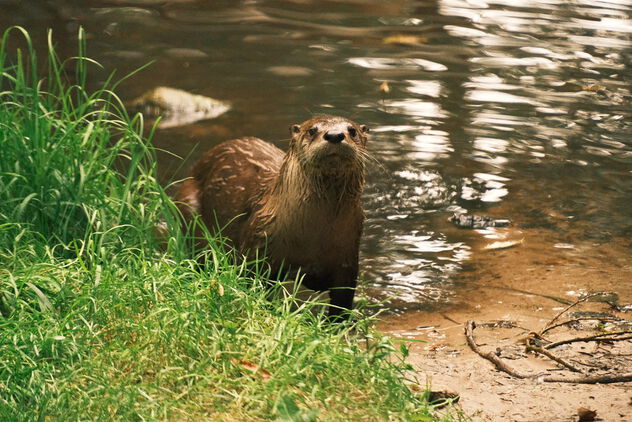 Canadian otter (Lontra canadensis) - Wildpark Eekholt - Eekholt Wildlife Park - бесплатный image #500985