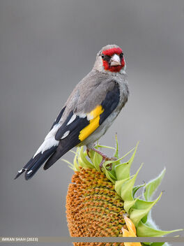 European Goldfinch (Carduelis carduelis) - image gratuit #501025 