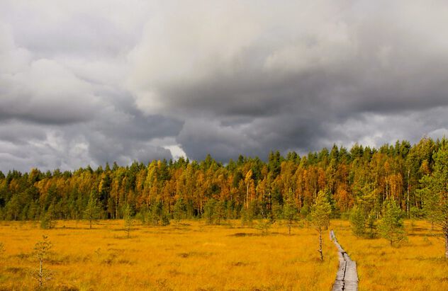 Autumn marsh view - Free image #501085