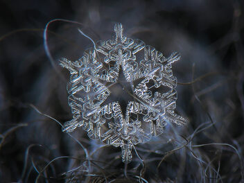 Snowflake 2023-01-08_5774-84 - Kostenloses image #501185