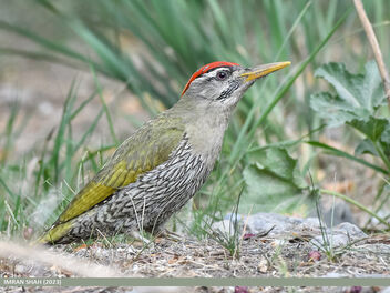 Scaly-bellied Woodpecker (Picus squamatus) - Free image #501235