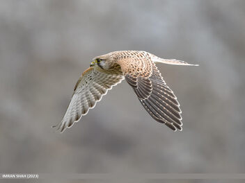 Common Kestrel (Falco tinnunculus) - image #501355 gratis