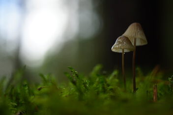 [Under My Umbrella | Small Fungi 65 | 20231014-A7202546.JPG] - бесплатный image #501455