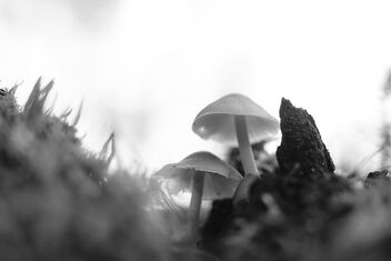 [Small Fungi 66 | 20231024-A7202602.JPG] - бесплатный image #501675