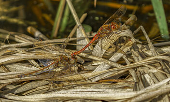 Common Darters mating - Free image #501805