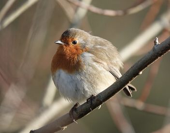 Here come the Robins! - Free image #501835