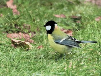 Great tit on the green - image #501985 gratis