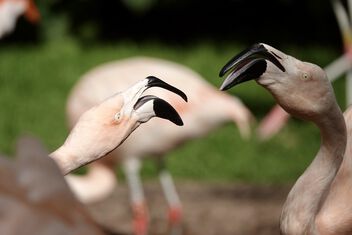 Flamingo fight! - Free image #502035