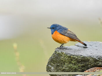 Blue-fronted Redstart (Phoenicurus frontalis) - Free image #502155