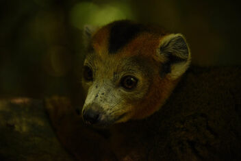 Brown Lemur, Madagascar - image gratuit #502235 