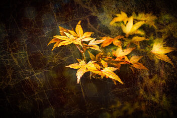 Golden Autumn 2 - image gratuit #502265 